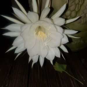 Meet your Posher, Maggie